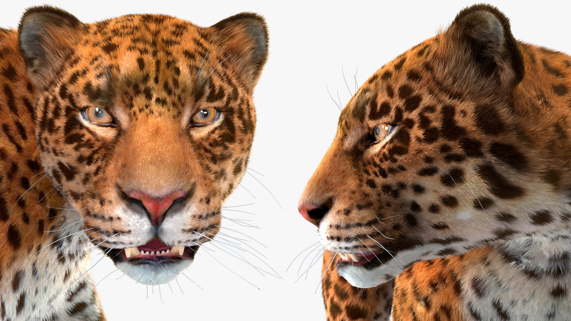 3D Jaguar Walking Pose Fur https://p.turbosquid.com/ts-thumb/ua/7xdBk2/mV/jaguarwalkingposefur3dsmodel021/jpg/1711587932/1920x1080/fit_q87/c55044a863a3af1d71e216c8c051670602a400ea/jaguarwalkingposefur3dsmodel021.jpg