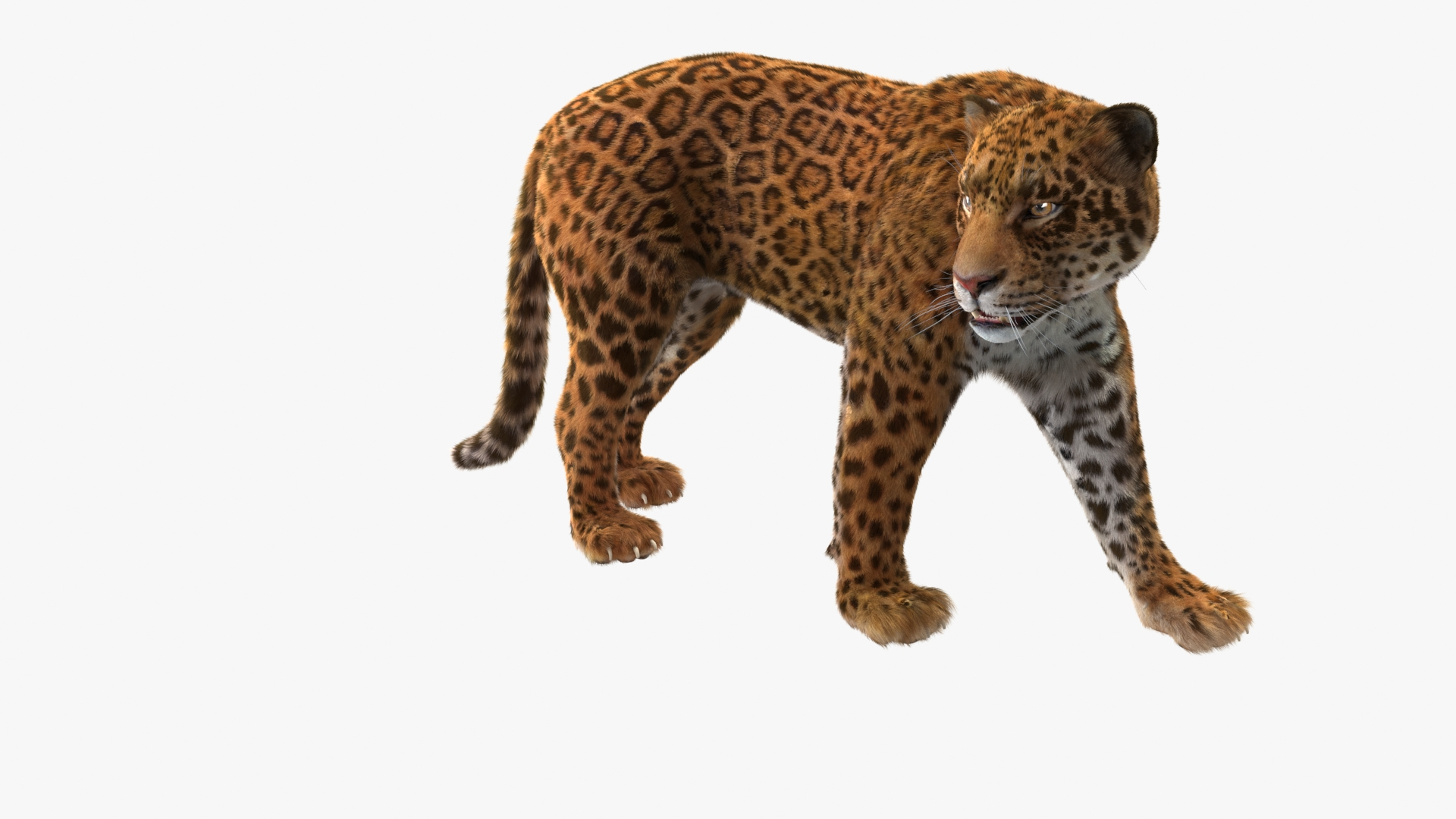 3D Jaguar Walking Pose Fur https://p.turbosquid.com/ts-thumb/ua/7xdBk2/nm/jaguar_walking_pose_fur_360/jpg/1711587536/1920x1080/turn_fit_q99/d55425f0d05eb29c243b1493785175c941828df1/jaguar_walking_pose_fur_360-1.jpg