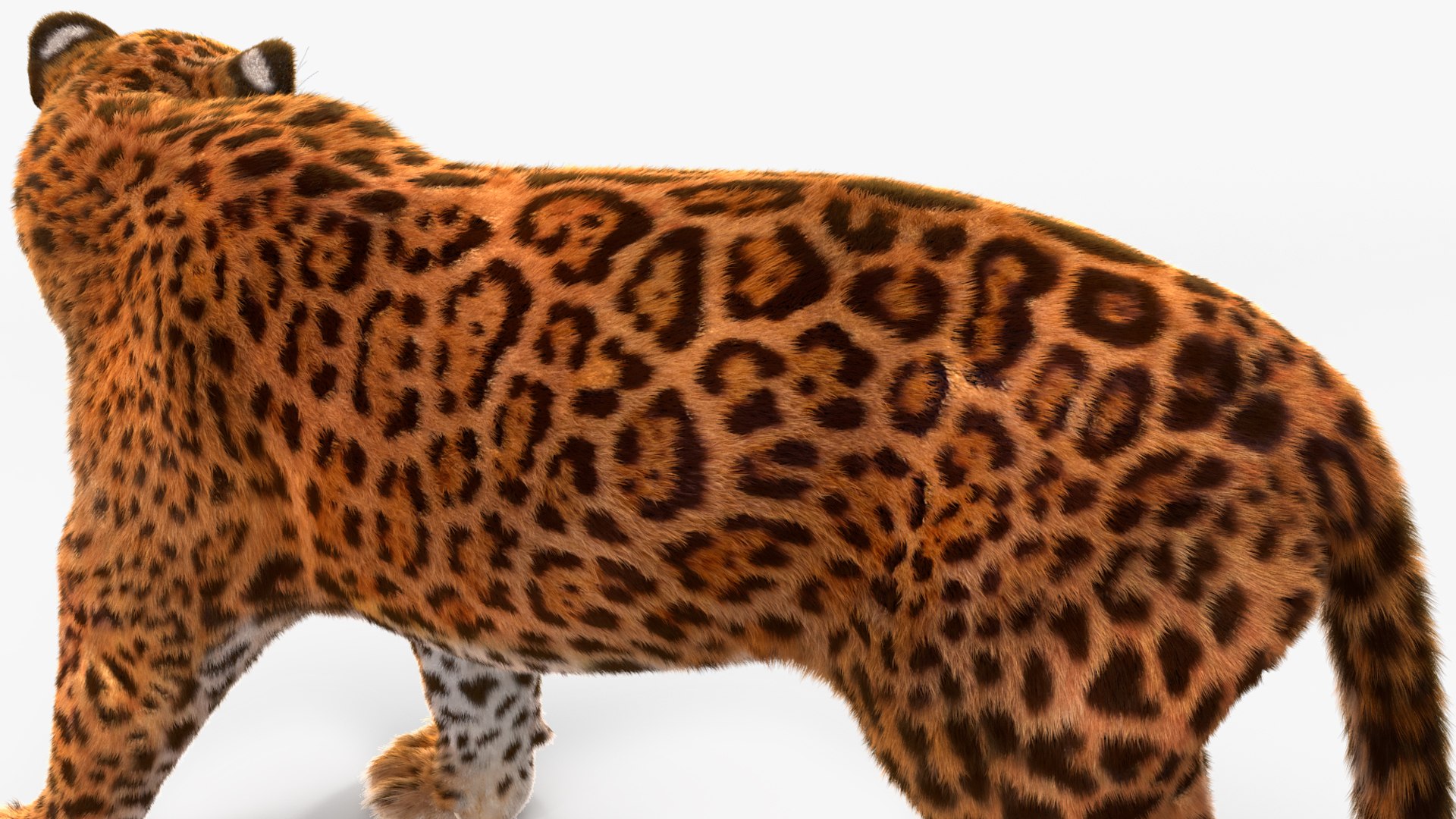 3D Jaguar Walking Pose Fur https://p.turbosquid.com/ts-thumb/ua/7xdBk2/tk/jaguarwalkingposefur3dsmodel017/jpg/1711587920/1920x1080/fit_q87/1dc54b15614309089ed0149f1a3aaed2814ecae9/jaguarwalkingposefur3dsmodel017.jpg