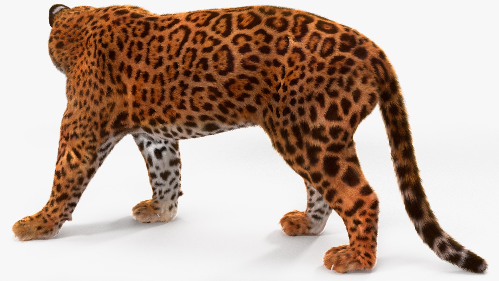 3D Jaguar Walking Pose Fur https://p.turbosquid.com/ts-thumb/ua/7xdBk2/uh/jaguarwalkingposefur3dsmodel011/jpg/1711587902/1920x1080/fit_q87/980d55854744a82eceffee39b5b259dee3e95426/jaguarwalkingposefur3dsmodel011.jpg
