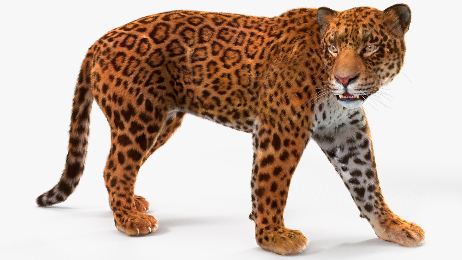 3D Jaguar Walking Pose Fur https://p.turbosquid.com/ts-thumb/ua/7xdBk2/y3/jaguarwalkingposefur3dsmodel010/jpg/1711587898/1920x1080/fit_q87/fe2e74f29a59d233690685fd3e5e9f31144894de/jaguarwalkingposefur3dsmodel010.jpg