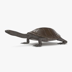 3D model snake necked turtle
