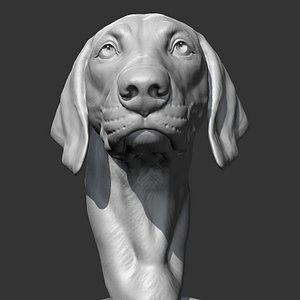 Weimaraner Head AM10 3D print model 3D