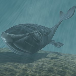 Toon whale 3D