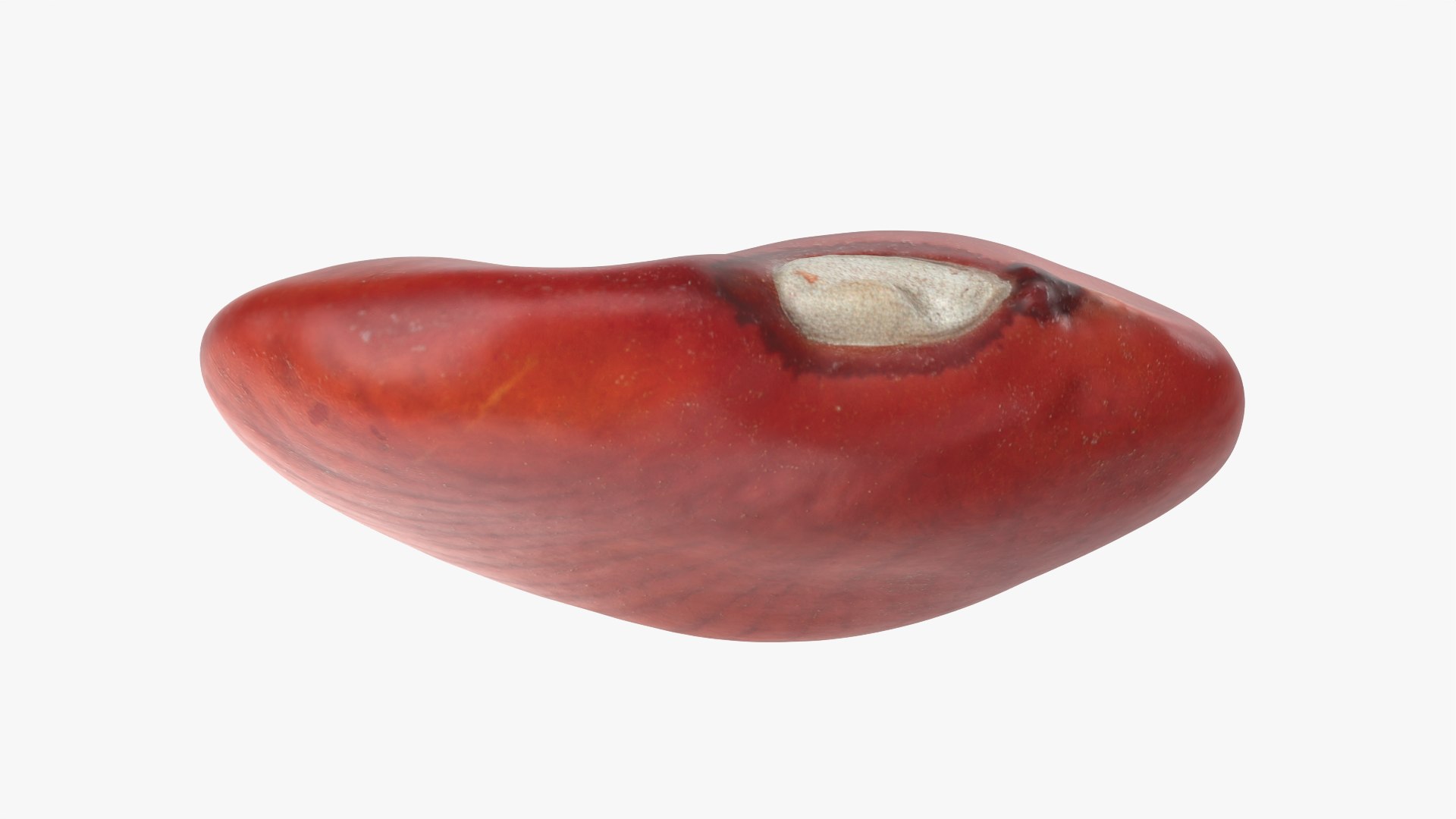 Red Flat Bean 01 - 3D Scanned 3D model https://p.turbosquid.com/ts-thumb/ua/SY6JQF/2W/redbeanflat01_0010/png/1775510640/1920x1080/fit_q87/f2a512dda83f9c826048c27a7876ac2191ad575b/redbeanflat01_0010.jpg