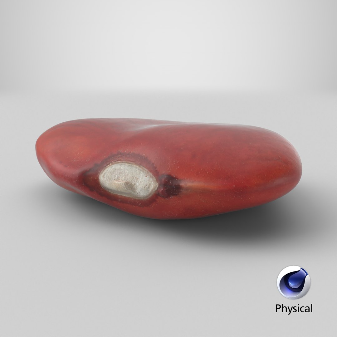 Red Flat Bean 01 - 3D Scanned 3D model https://p.turbosquid.com/ts-thumb/ua/SY6JQF/BX/stemcell_cinema_4d_physical_render/png/1776695911/1920x1080/fit_q87/4eecb6d9ce64f813a1587541d966cf9423493698/stemcell_cinema_4d_physical_render.jpg