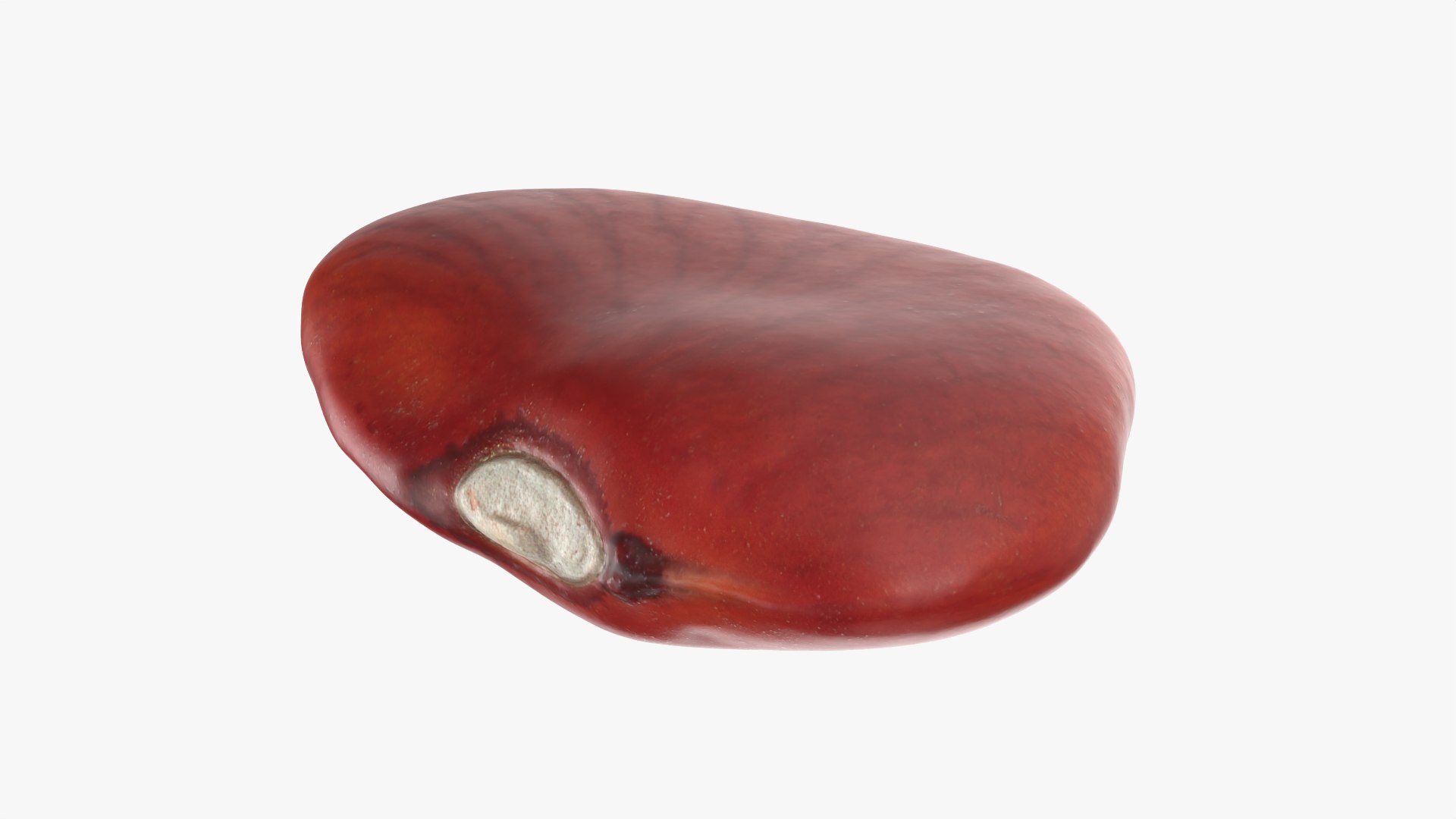 Red Flat Bean 01 - 3D Scanned 3D model https://p.turbosquid.com/ts-thumb/ua/SY6JQF/Jq/redbeanflat01_0008/png/1775510636/1920x1080/fit_q87/9465e0a075ad298487e279c2979df47f6867fd49/redbeanflat01_0008.jpg