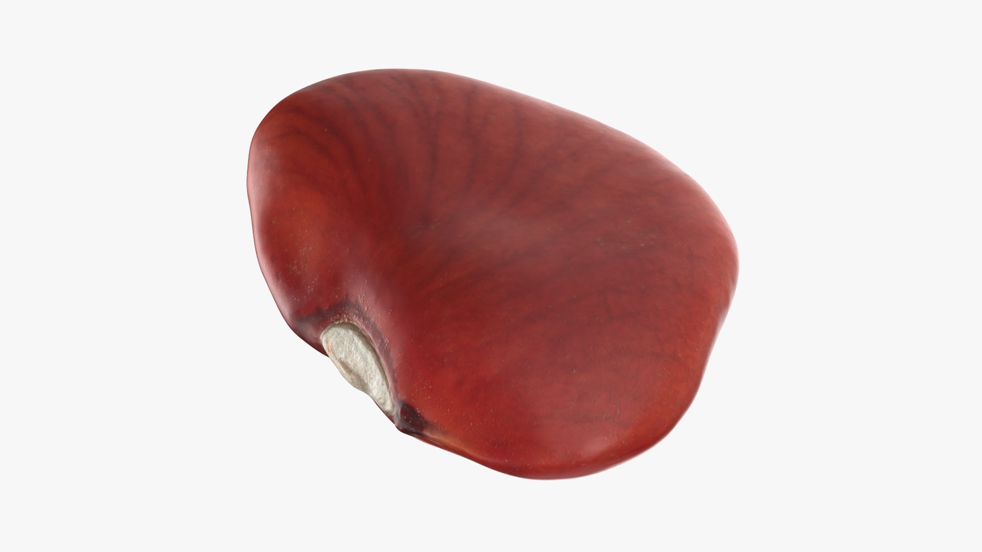 Red Flat Bean 01 - 3D Scanned 3D model https://p.turbosquid.com/ts-thumb/ua/SY6JQF/WC/redbeanflat01_0012/png/1775510643/1920x1080/fit_q87/cfcad3aa9e0cba2dc896853b5c770d8fc68c4396/redbeanflat01_0012.jpg