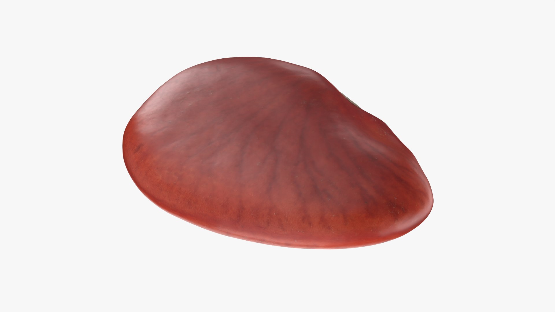 Red Flat Bean 01 - 3D Scanned 3D model https://p.turbosquid.com/ts-thumb/ua/SY6JQF/gH/redbeanflat01_0005/png/1775510631/1920x1080/fit_q87/d2429ed66a53dc17f898b1205f69cf0d0ad8aaf2/redbeanflat01_0005.jpg