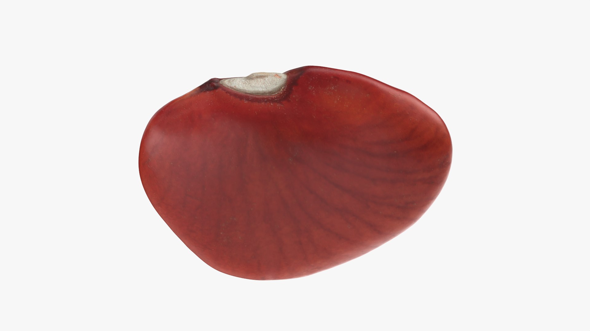 Red Flat Bean 01 - 3D Scanned 3D model https://p.turbosquid.com/ts-thumb/ua/SY6JQF/oo/redbeanflat01_0007/png/1775510634/1920x1080/fit_q87/74ca871839bb2bbf6599b0d56f0204db3ba94de1/redbeanflat01_0007.jpg