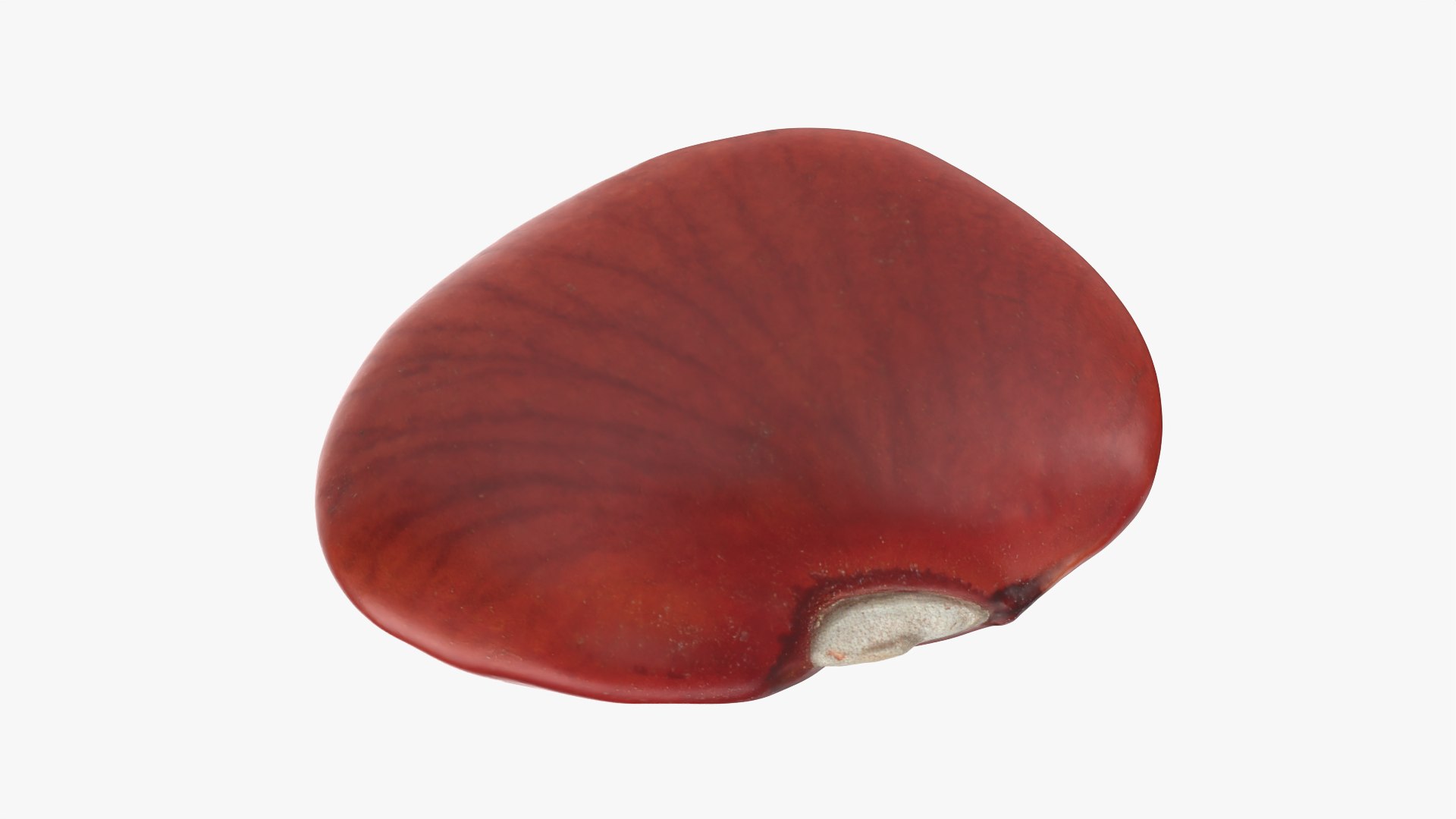 Red Bean Flat Collection model https://p.turbosquid.com/ts-thumb/ua/SY6JQF/tA/redbeanflat01_0001/png/1782326705/1920x1080/fit_q87/7831c5e0bd77f941a055a05cf9a4667b225085e4/redbeanflat01_0001.jpg