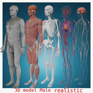 human body anatomy skeletal system muscle system Nervous system Cardiovascular System skeletal skeleton human body skin heat anatomy Cardiovascular System 3D model