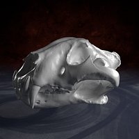 Scan of Tiger Skull