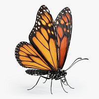 Monarch Butterfly Rigged Xgen