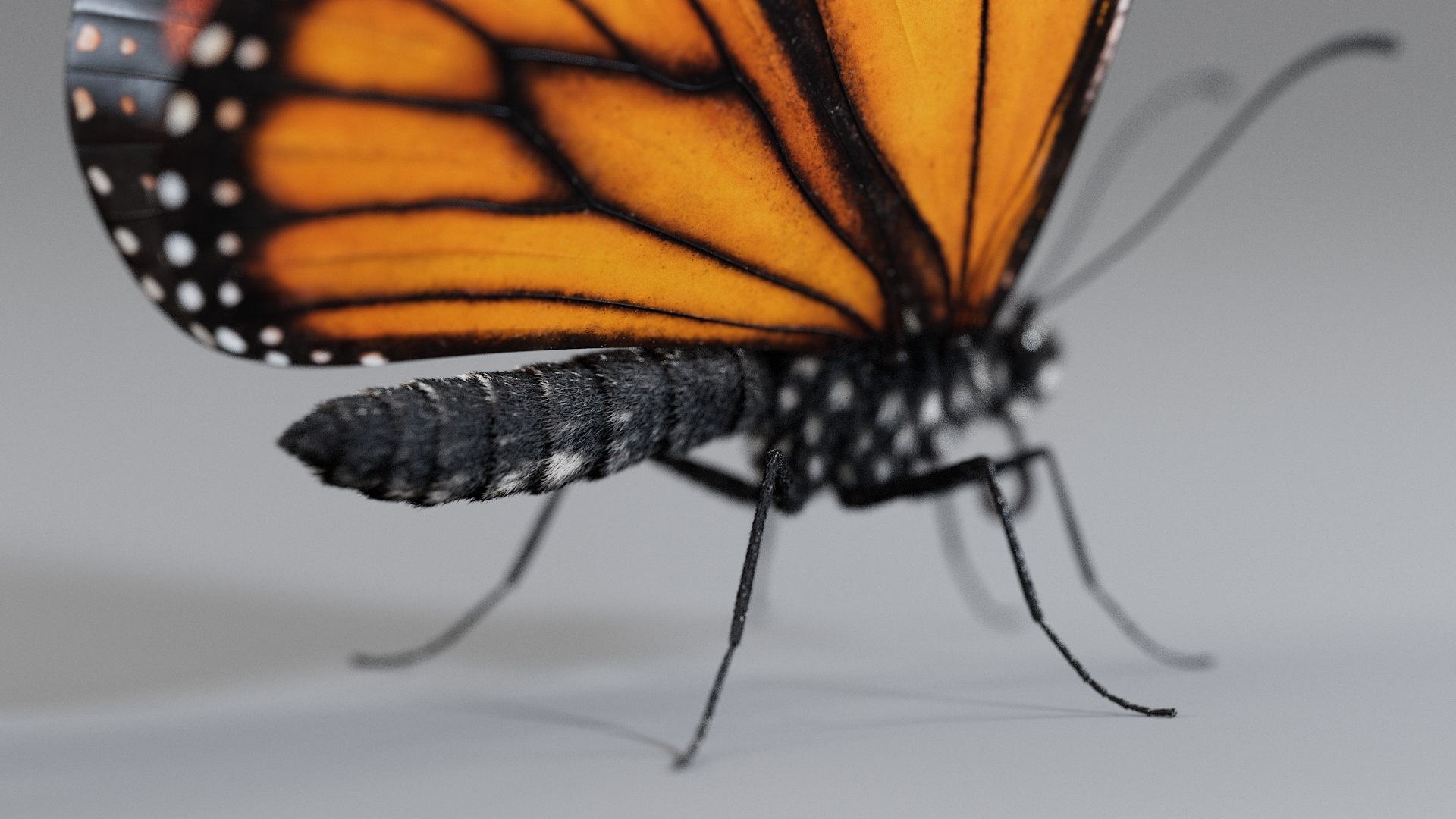 Monarch Butterfly Rigged Xgen 3D https://p.turbosquid.com/ts-thumb/ua/Yv30sV/Mz/monarch_rigged_10/jpg/1760426867/1920x1080/fit_q87/57df0a7df879d5bc19bf5ddf420a2488003c41e9/monarch_rigged_10.jpg