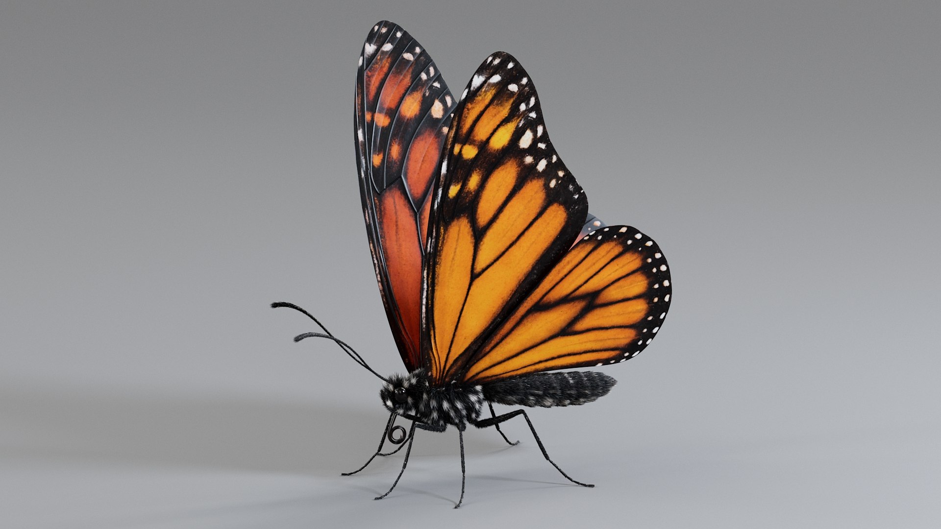 Monarch Butterfly Rigged Xgen 3D https://p.turbosquid.com/ts-thumb/ua/Yv30sV/TJ/monarch_rigged_08/jpg/1760426865/1920x1080/fit_q87/84e740926332463194d31a850a5353248eac8ab8/monarch_rigged_08.jpg