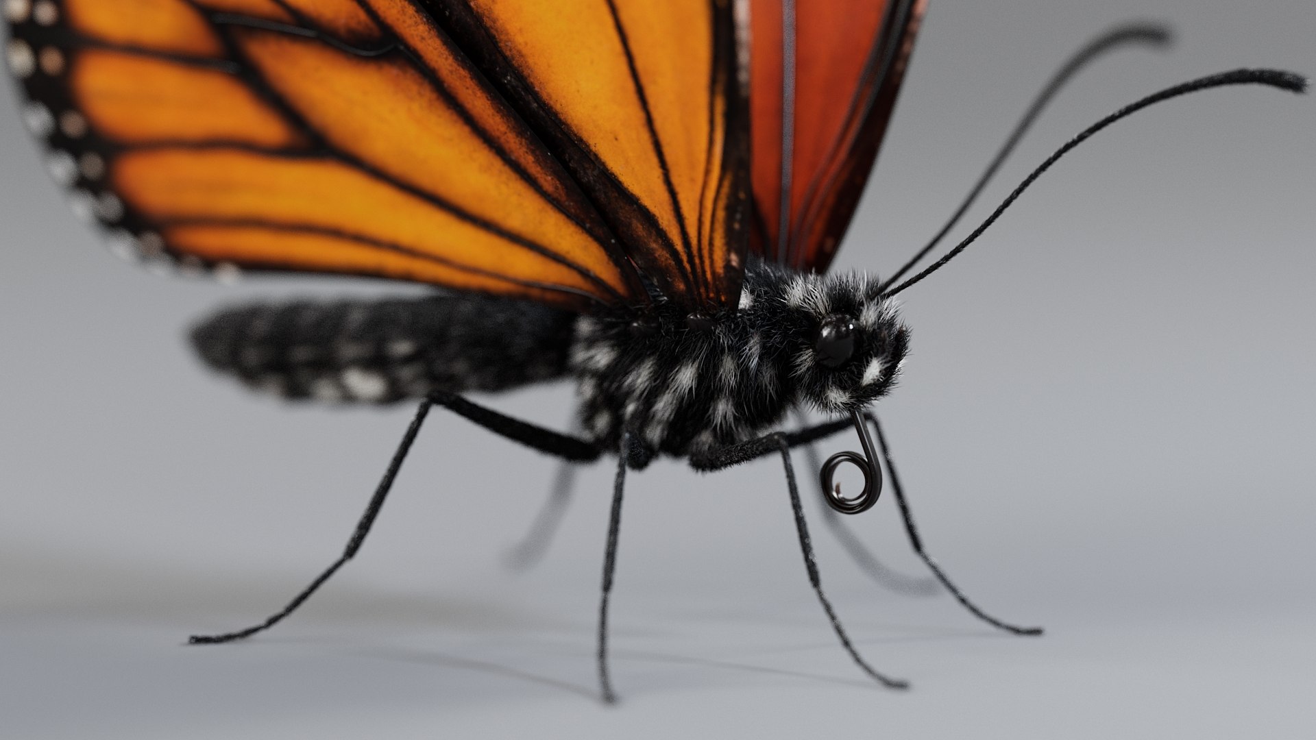Monarch Butterfly Rigged Xgen 3D https://p.turbosquid.com/ts-thumb/ua/Yv30sV/f9/monarch_rigged_09/jpg/1760426868/1920x1080/fit_q87/2367f2847a265799d5d21311a29c6de3040304af/monarch_rigged_09.jpg