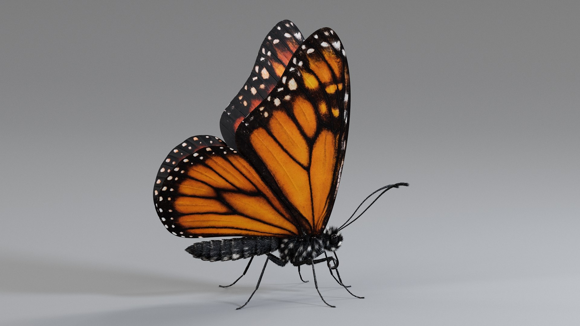 Monarch Butterfly Rigged Xgen 3D https://p.turbosquid.com/ts-thumb/ua/Yv30sV/jR/monarch_rigged_03/jpg/1760426859/1920x1080/fit_q87/40c2c4577748d6cde742196005b6cf0dfc4f4b3c/monarch_rigged_03.jpg