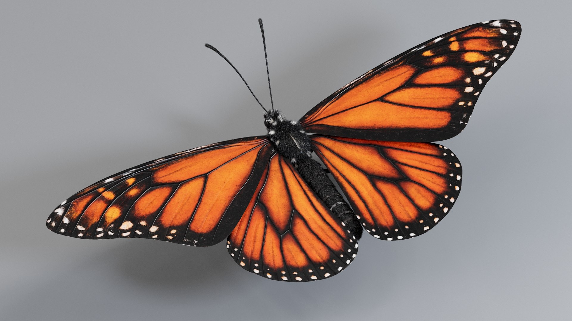 Monarch Butterfly Rigged Xgen 3D https://p.turbosquid.com/ts-thumb/ua/Yv30sV/qW/monarch_rigged_06/jpg/1760426863/1920x1080/fit_q87/288b7d8f47af63649ee0f42a4905599bc67a1899/monarch_rigged_06.jpg