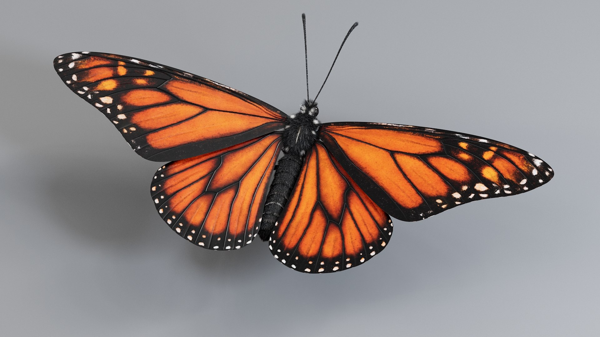 Monarch Butterfly Rigged Xgen 3D https://p.turbosquid.com/ts-thumb/ua/Yv30sV/tX/monarch_rigged_05/jpg/1760426860/1920x1080/fit_q87/1905cdc13a52d0878fab4230eb396affbd09e850/monarch_rigged_05.jpg