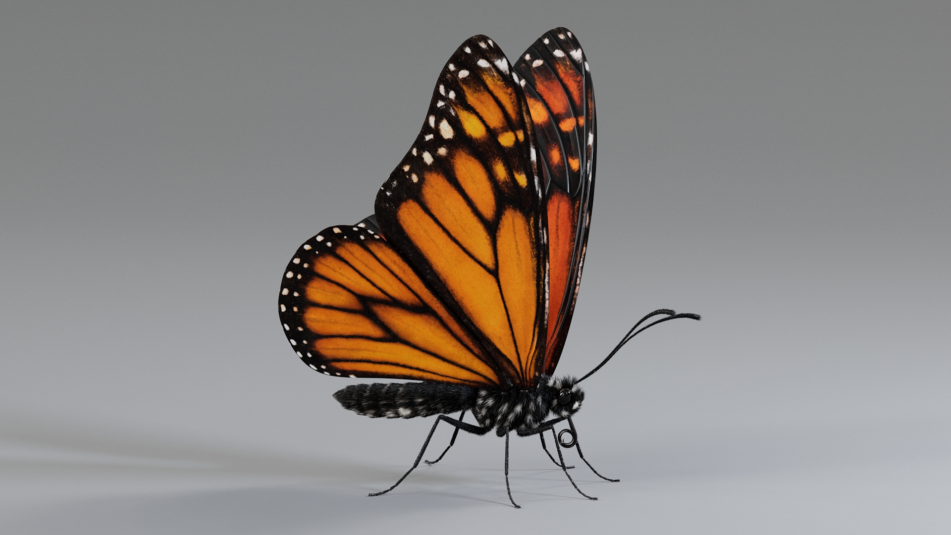 Monarch Butterfly Rigged Xgen 3D https://p.turbosquid.com/ts-thumb/ua/Yv30sV/vy/monarchtba/jpg/1760426498/1920x1080/turn_fit_q99/1f8382b9862197e5798fd4cd43eacba6076766e5/monarchtba-1.jpg