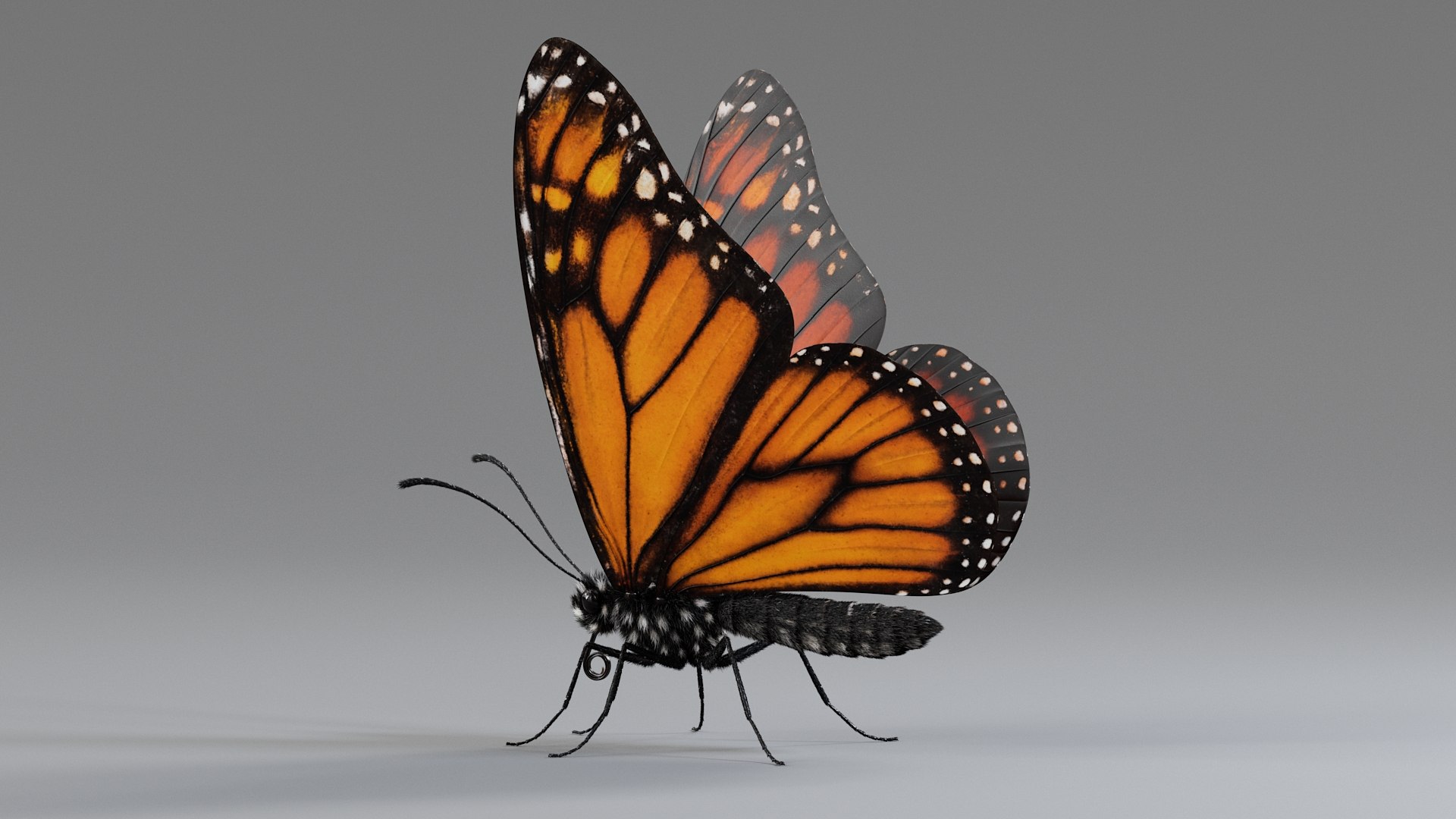 Monarch Butterfly Rigged Xgen 3D https://p.turbosquid.com/ts-thumb/ua/Yv30sV/y8/monarch_rigged_07/jpg/1760426864/1920x1080/fit_q87/5613b12a411313b783983944480703f4d717be93/monarch_rigged_07.jpg