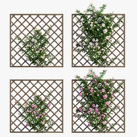 Rose plant set 171