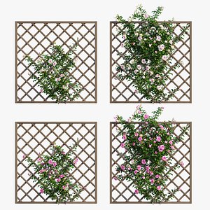 Rose plant set 171