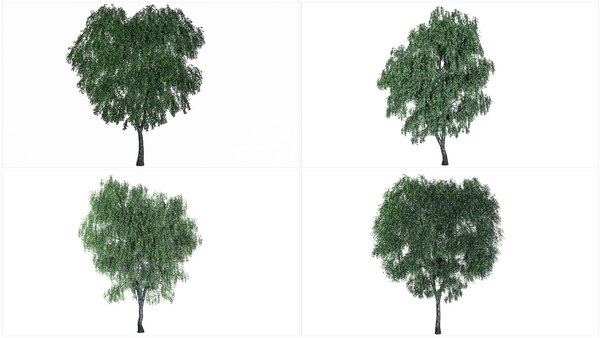 3D 4 birch models model