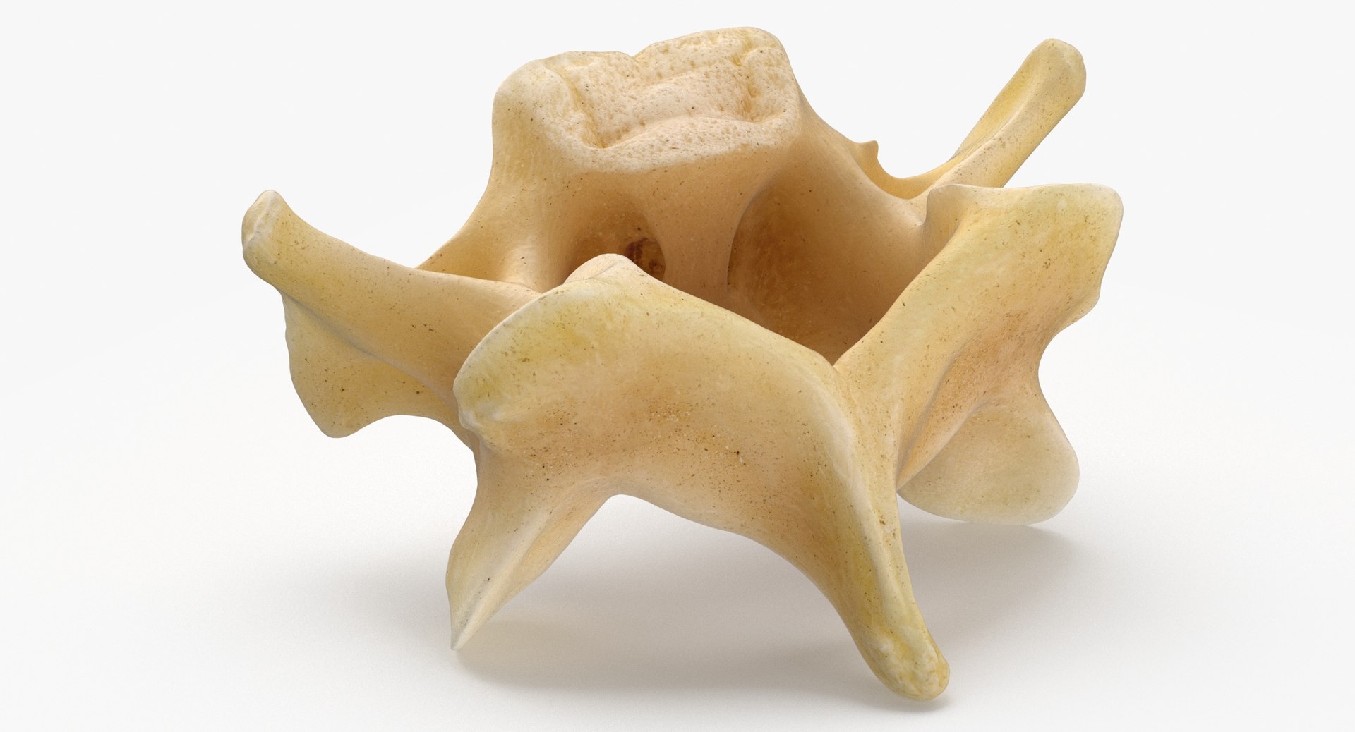 Kangaroo Red Necked Wallaby Cervical Vertebrae C5 3D model https://p.turbosquid.com/ts-thumb/ua/iCheRA/8m/kangaroo_red_necked_wallaby_cervical_vertebrae_c5_thumbnail_0003/jpg/1692879505/1920x1080/fit_q87/e092bb390c5b19d8a5ac55518e8d849c80236eaa/kangaroo_red_necked_wallaby_cervical_vertebrae_c5_thumbnail_0003.jpg