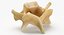 Kangaroo Red Necked Wallaby Cervical Vertebrae C5