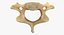 Kangaroo Red Necked Wallaby Cervical Vertebrae C5