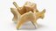 Kangaroo Red Necked Wallaby Cervical Vertebrae C5