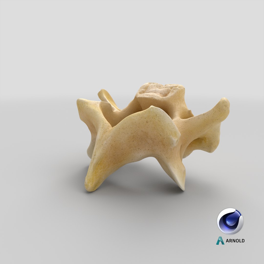 Kangaroo Red Necked Wallaby Cervical Vertebrae C5 3D model https://p.turbosquid.com/ts-thumb/ua/iCheRA/Ti/stemcell_cinema_4d_arnold_render/png/1694410332/1920x1080/fit_q87/1e7e3d2f6c9c89e21effae45ff532e02708edaf1/stemcell_cinema_4d_arnold_render.jpg