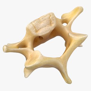 Kangaroo Red Necked Wallaby Cervical Vertebrae C5