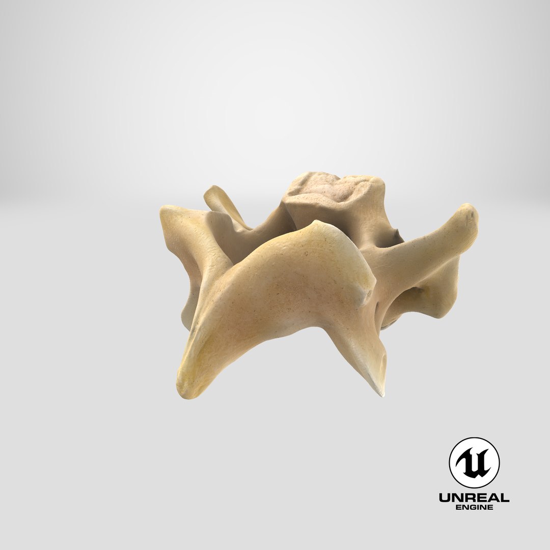 Kangaroo Red Necked Wallaby Cervical Vertebrae C5 3D model https://p.turbosquid.com/ts-thumb/ua/iCheRA/kK/stemcell_unreal_render/png/1694410329/1920x1080/fit_q87/195942d1add40711601b06e59a45f346f31c3dae/stemcell_unreal_render.jpg