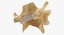 Kangaroo Red Necked Wallaby Cervical Vertebrae C5