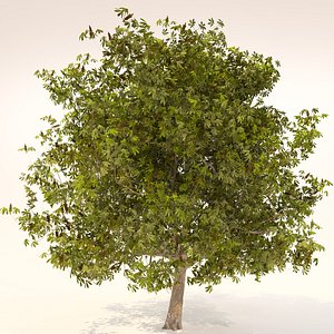 Chestnut tree model