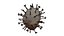 Nipah virus