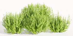 Evergreen Spindle Bushes collection vol 232-Blender-3dmodel 3D model