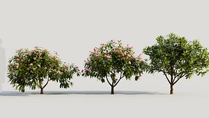 3D Plumeria obtusa c
