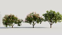 Plumeria obtusa c