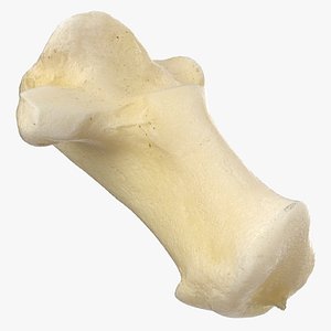 Real South American Coati Nasua Nasua Calcaneus Bone 01