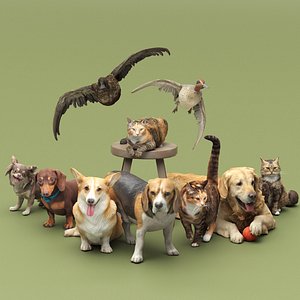Pets Collection 01 3D model