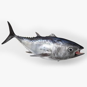 TUNA FISH Rigged  L1556 3D