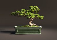 Bonsai