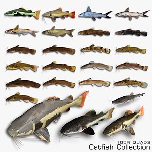Catfish Collection 3D model