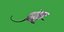 Key Largo Cotton Mouse