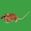 Key Largo Cotton Mouse