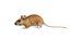Key Largo Cotton Mouse